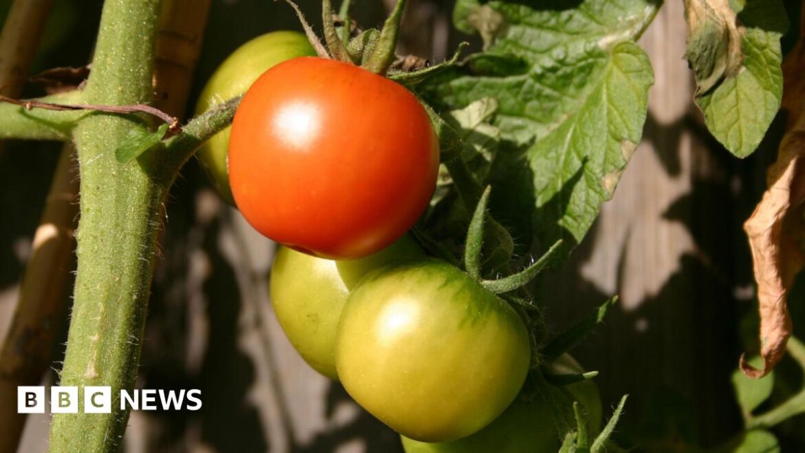 Gardeners encouraged to transform council land in Hull A close up of a tomato ripening on the vine. Two green tomatoes hang beneath.
