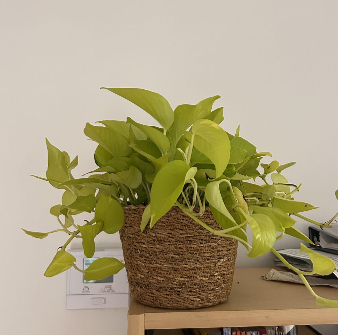 Just got my first pothos!
