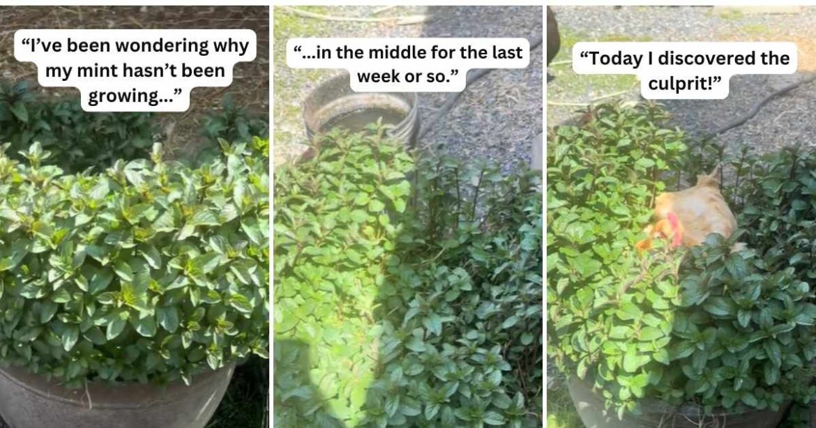 Gardener Wondered Why Her Mint Plants Were Not Growing Properly — Then She Took a Closer Look Gardener Wondered Why Her Mint Plants Were Not Growing Properly — Then She Took a Closer Look