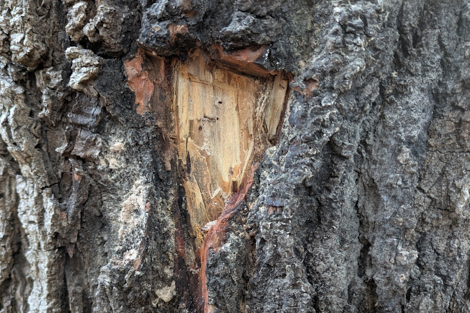 Close-up picture showing how after the “sugar volcanoes” were cut away, tiny shot-hole borer burrows could be seen.