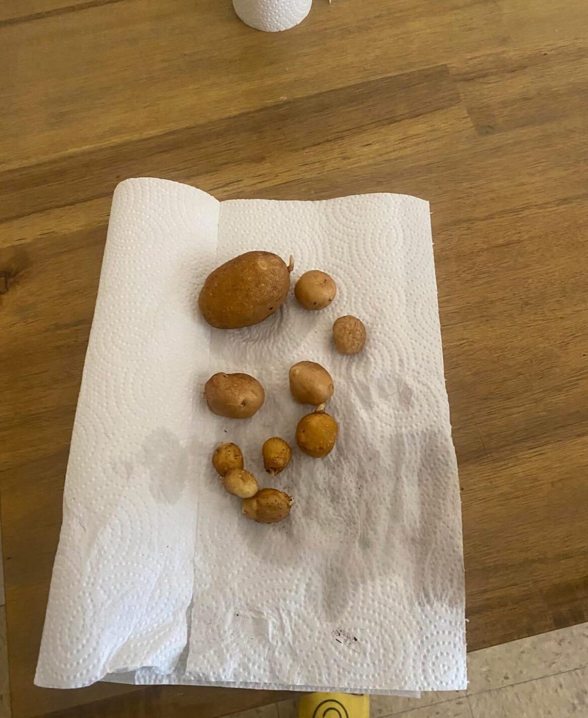First potato harvest(early harvest due to moving)