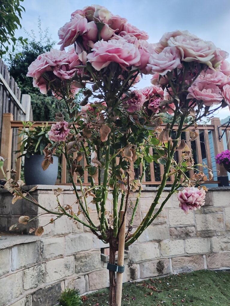 Is my rose plant beyond saving? Is my rose plant beyond saving?