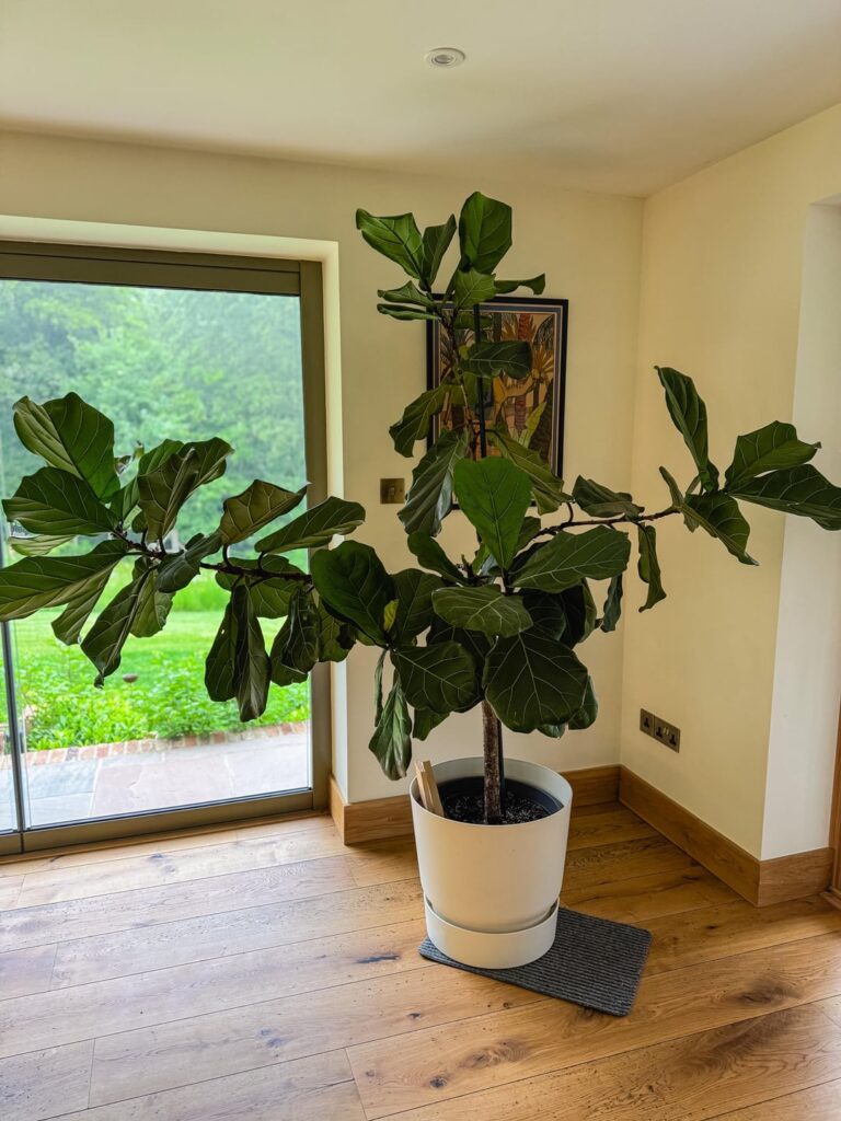 Reluctantly rehoming my 6ft fiddle leaf fig – advice appreciated 🌿🌞