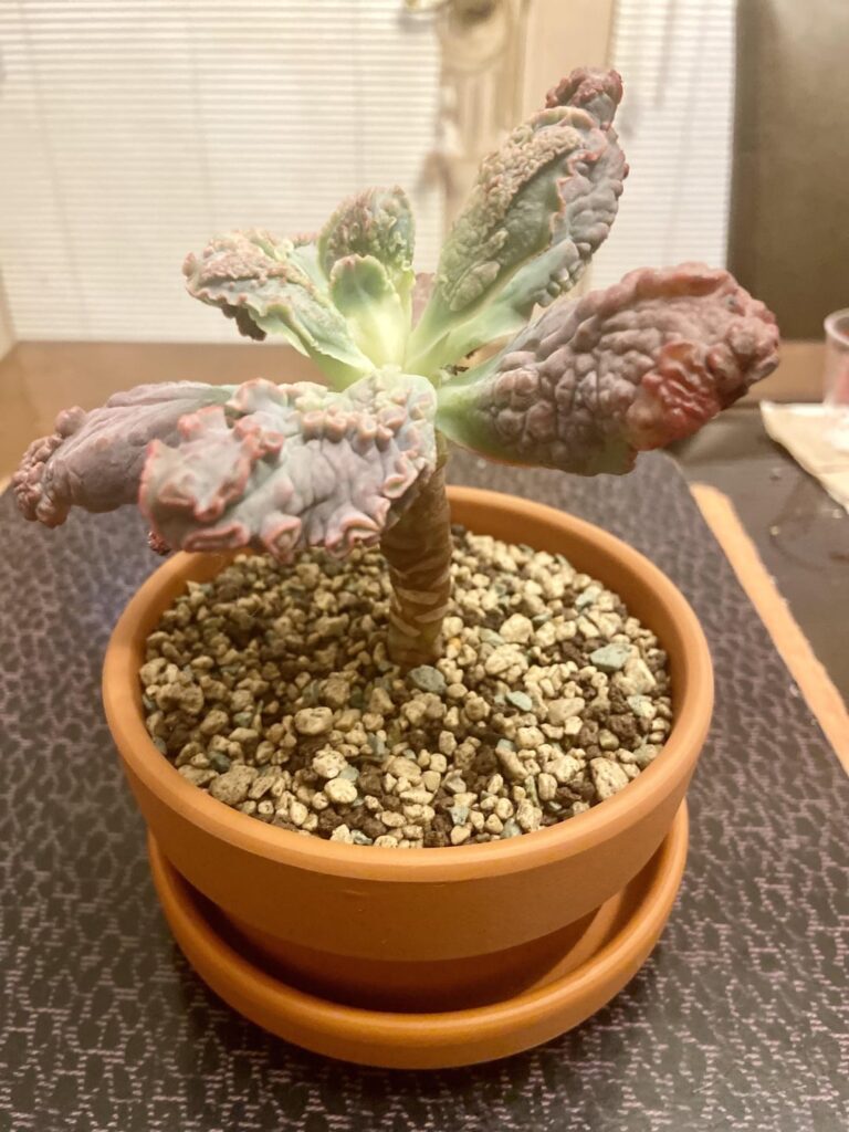 My Echeveria Linguas
