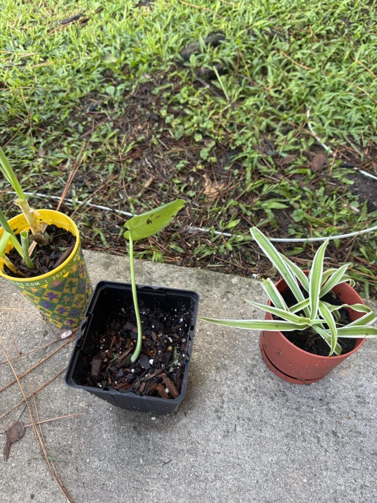 Monstera question