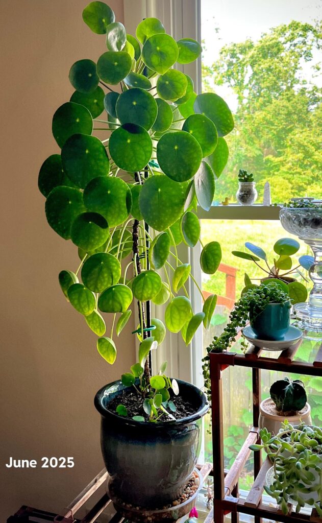Happy 5th birthday to my first ever house plant! Enjoy my pilea appreciation 😍 Happy 5th birthday to my first ever house plant! Enjoy my pilea appreciation 😍