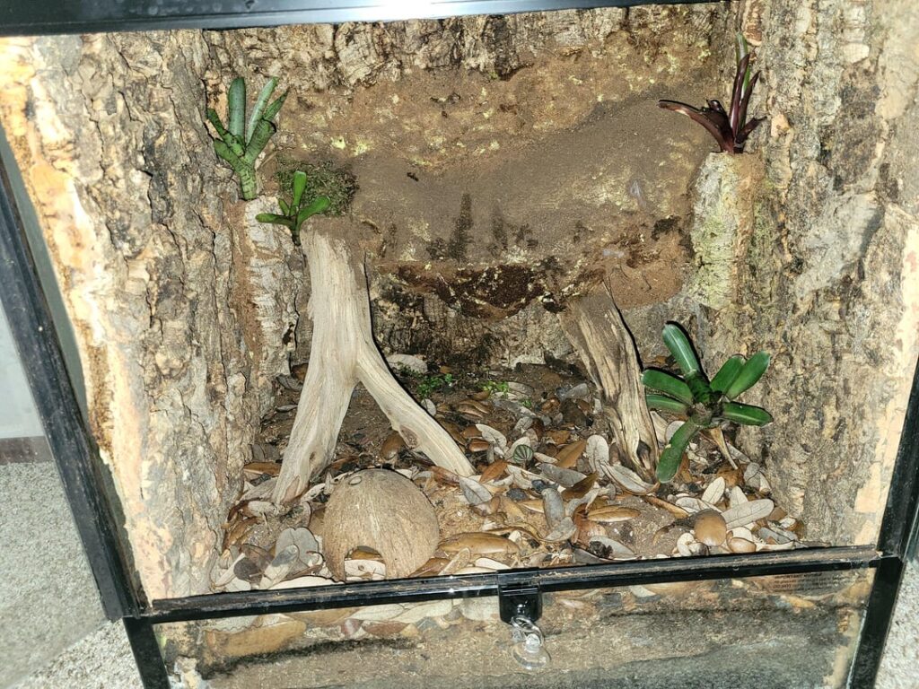 Just picked this vivarium up