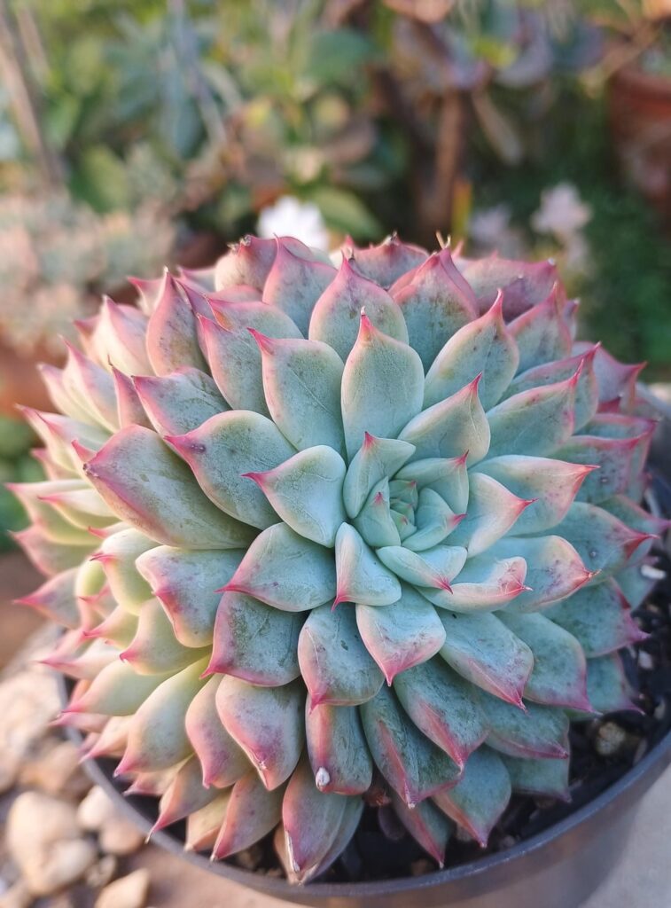 Echeveria 'Little Dwarf'