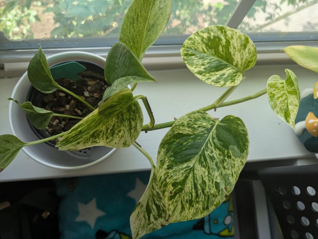 Was told it was a golden, now I'm not sure?