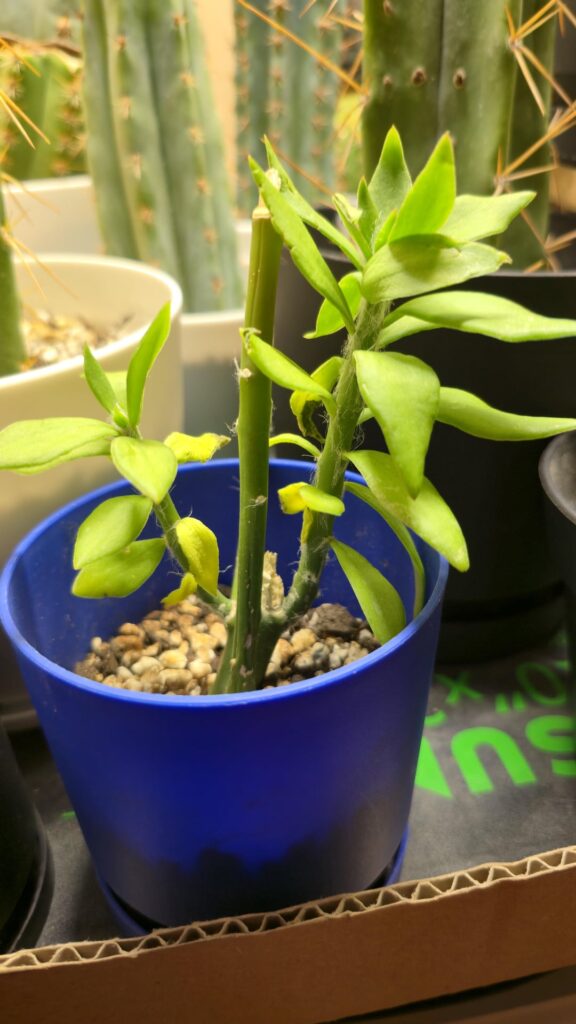 What part do i graft to?
