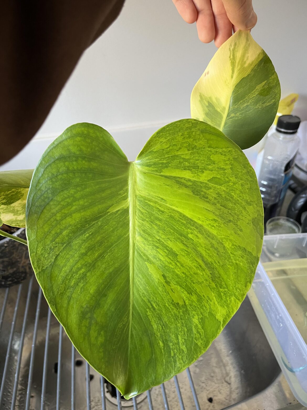 Aurea new leaf size :)