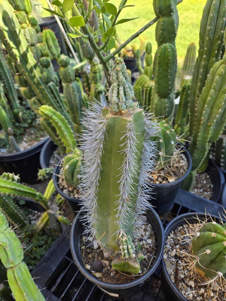 Phil Mckraken on Lophocereus Schottii