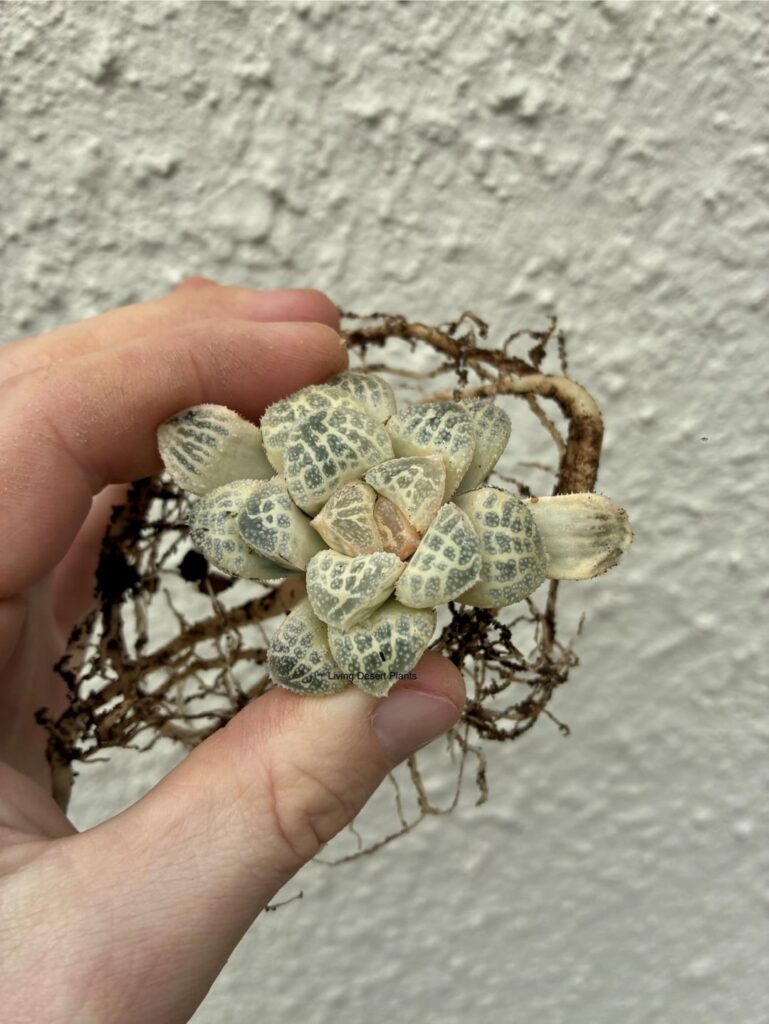 Haworthia ‘Mordor’ variegated and roots
