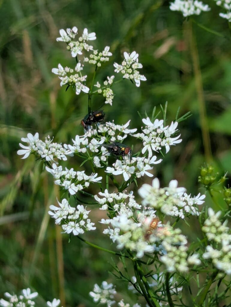 Reminder that flies are important pollinators too: