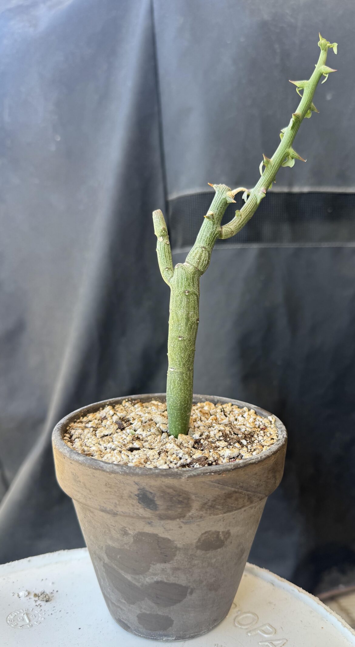 Adenia globosa - Cut the branch or no?