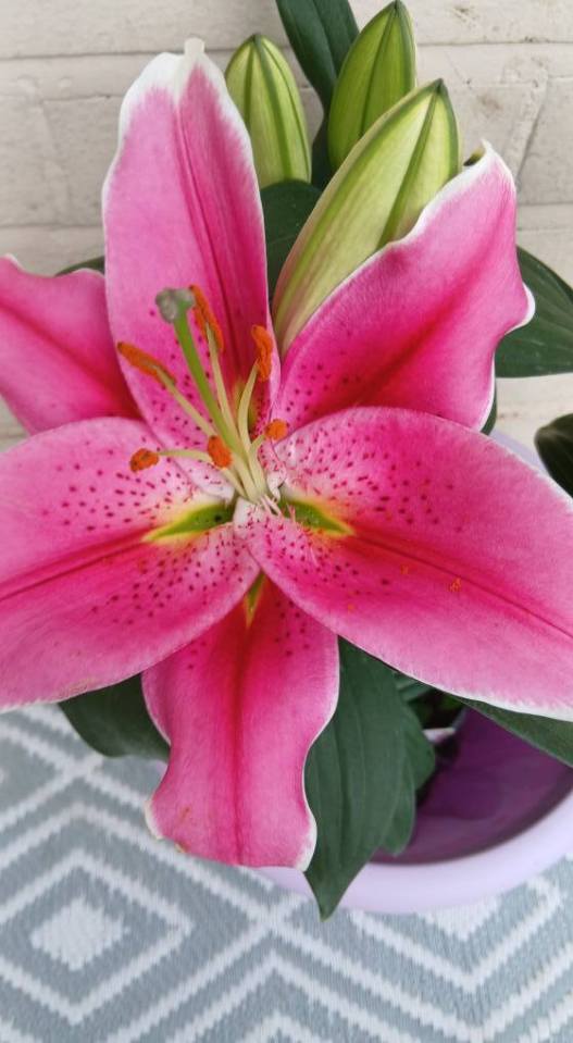 Pink lily in a purple pot.