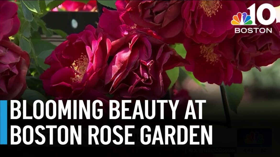 Kelleher Rose Garden blooms with color – NBC Boston Kelleher Rose Garden blooms with color – NBC Boston