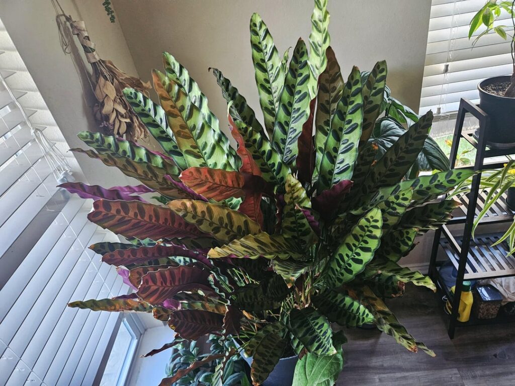 My rattlesnake calethea at 3ft tall