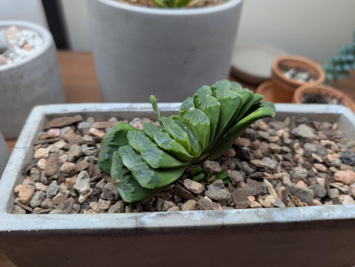 Haworthia Truncata, just truncating along...
