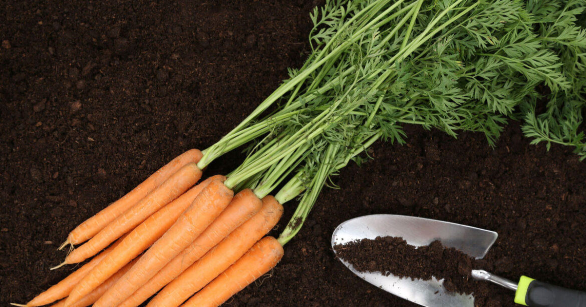 What to sow and grow this February