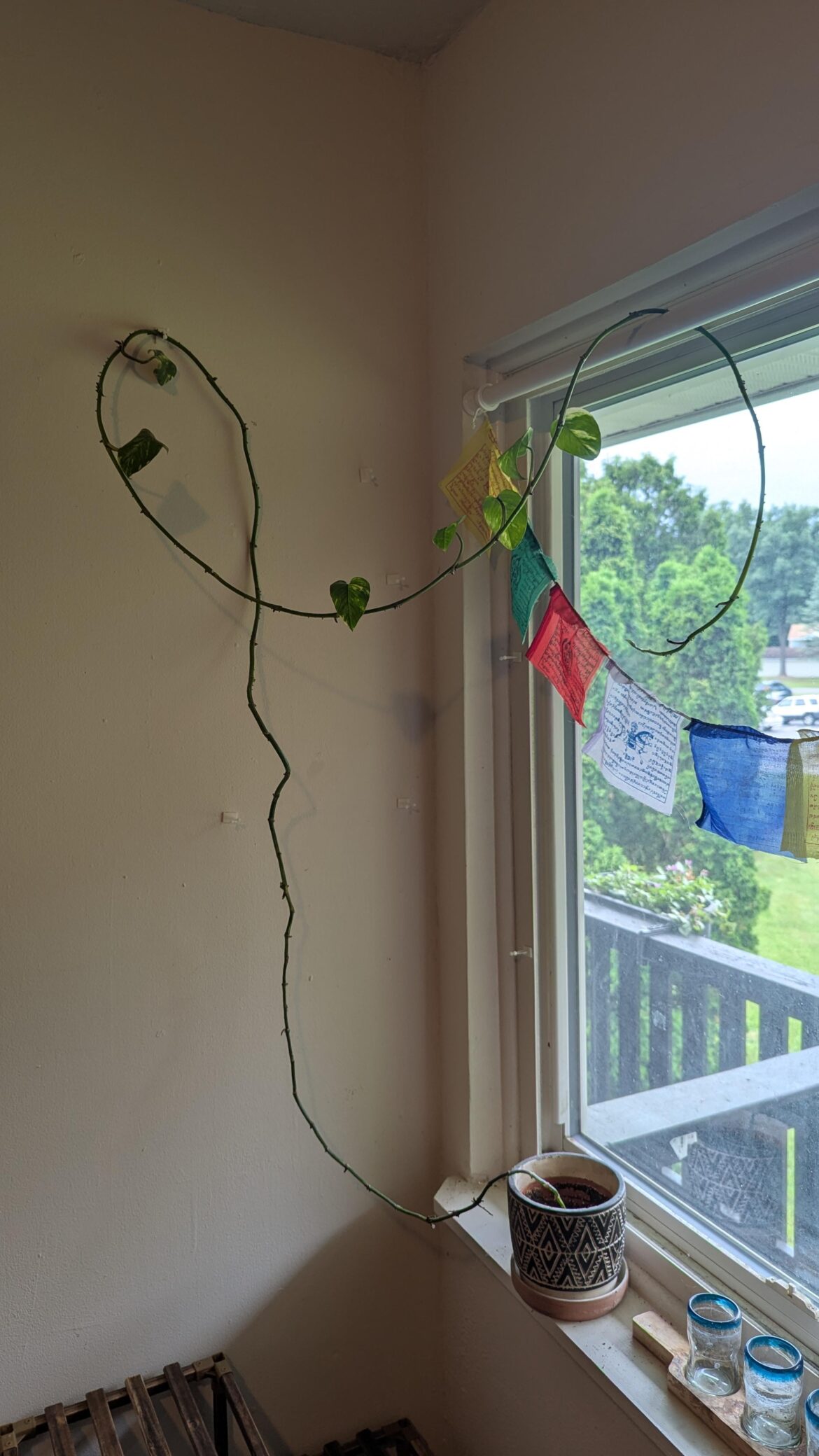 My girlfriend's pothos