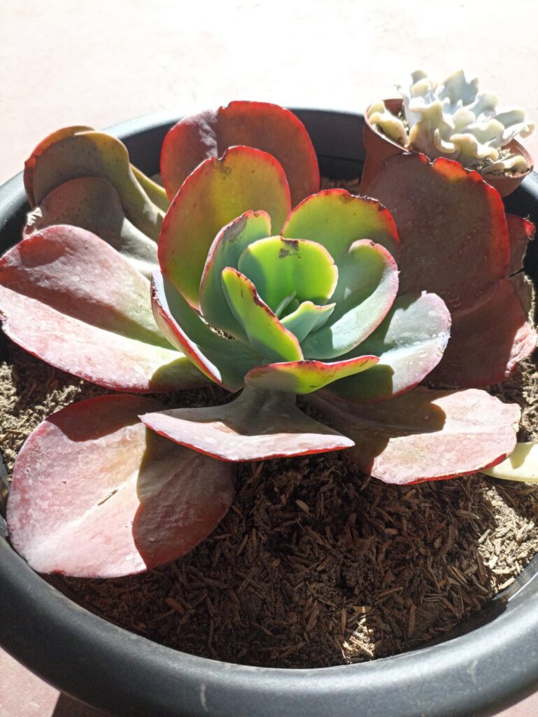 E. Gibbiflora?, E. Gigantea Or a hybrid? 🫠