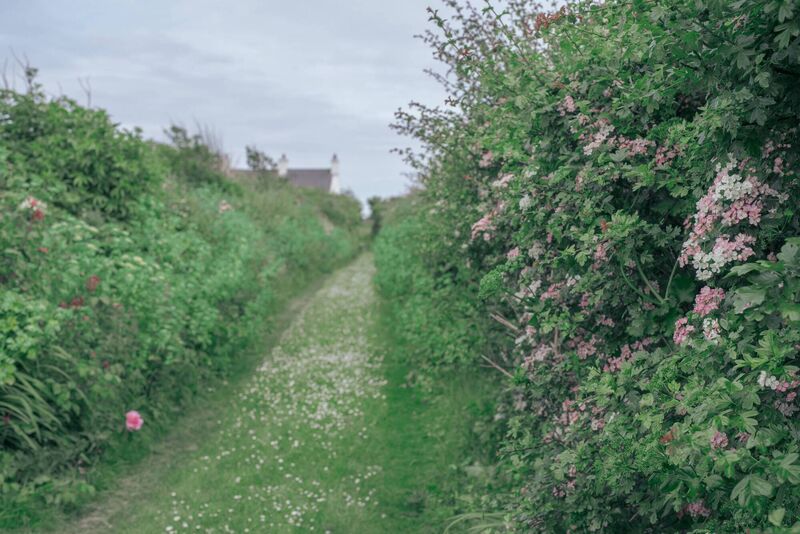 They may not be as colourful as many of the seed boxes but real irish hedgerows support our wildlife, and play a crucial role in maintaining the delicate balance of nature, writes Peter Dowdall. 