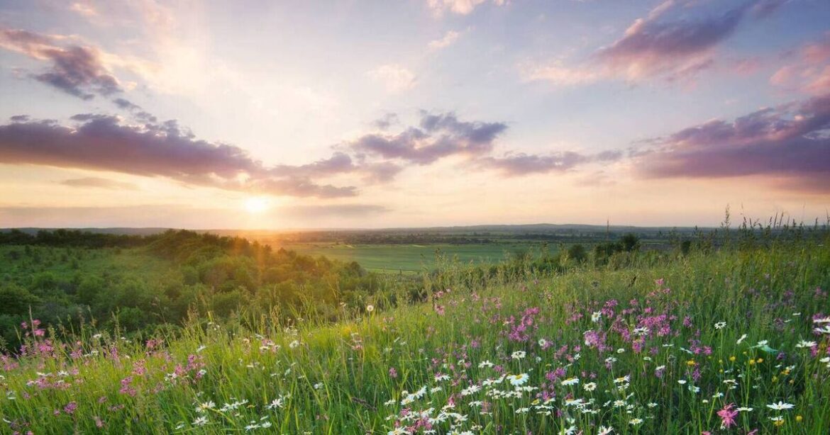How to create a wildlfower garden rich in biodiversity How to create a wildlfower garden rich in biodiversity