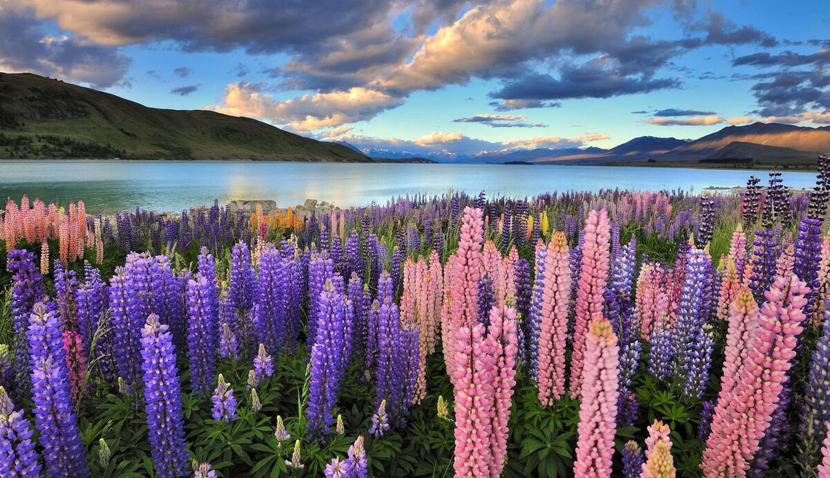 Lupins growing at Lake Tekapo, South Island, New Zealand. File picture