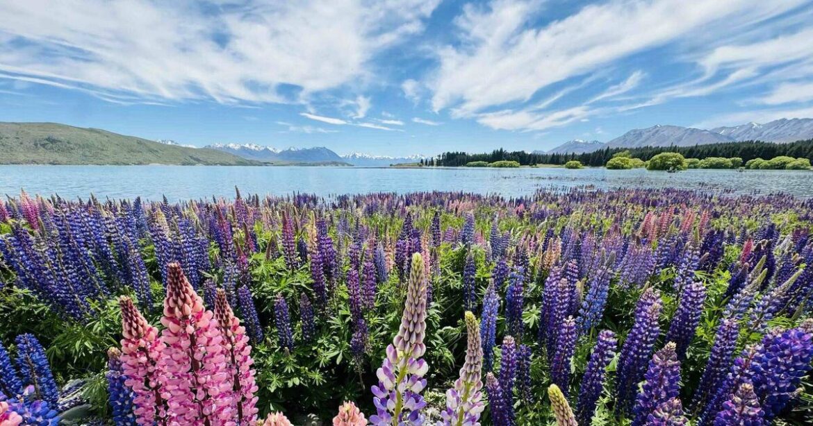 How to give lupins the TLC they need to thrive How to give lupins the TLC they need to thrive