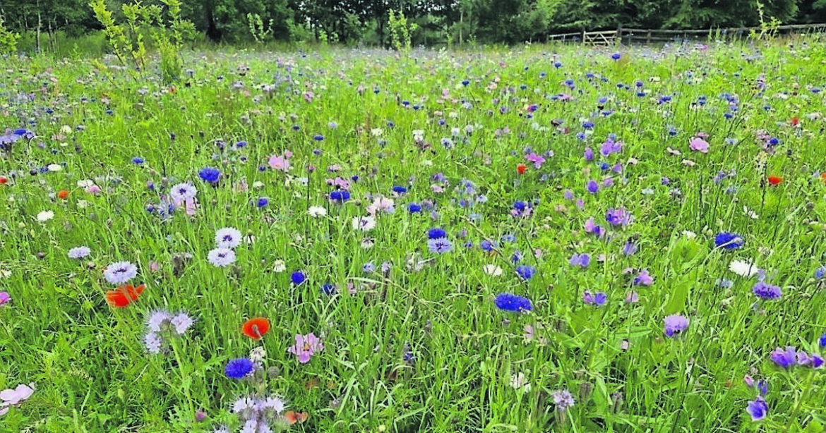 Wildflowers to add a dash of colour