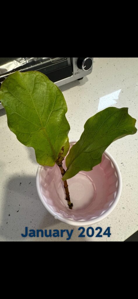 Fiddle leaf fig update