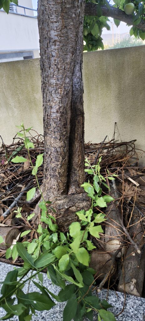 These sprouts are from grafted or original genetics?