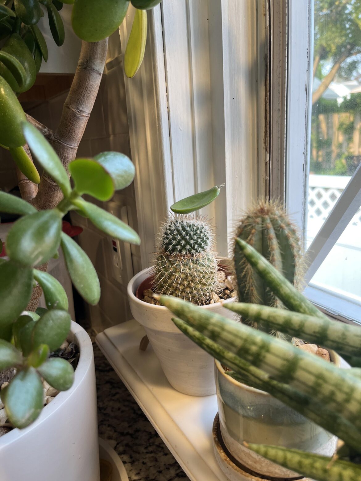 Most dramatic scene I’ve ever come across with my houseplants