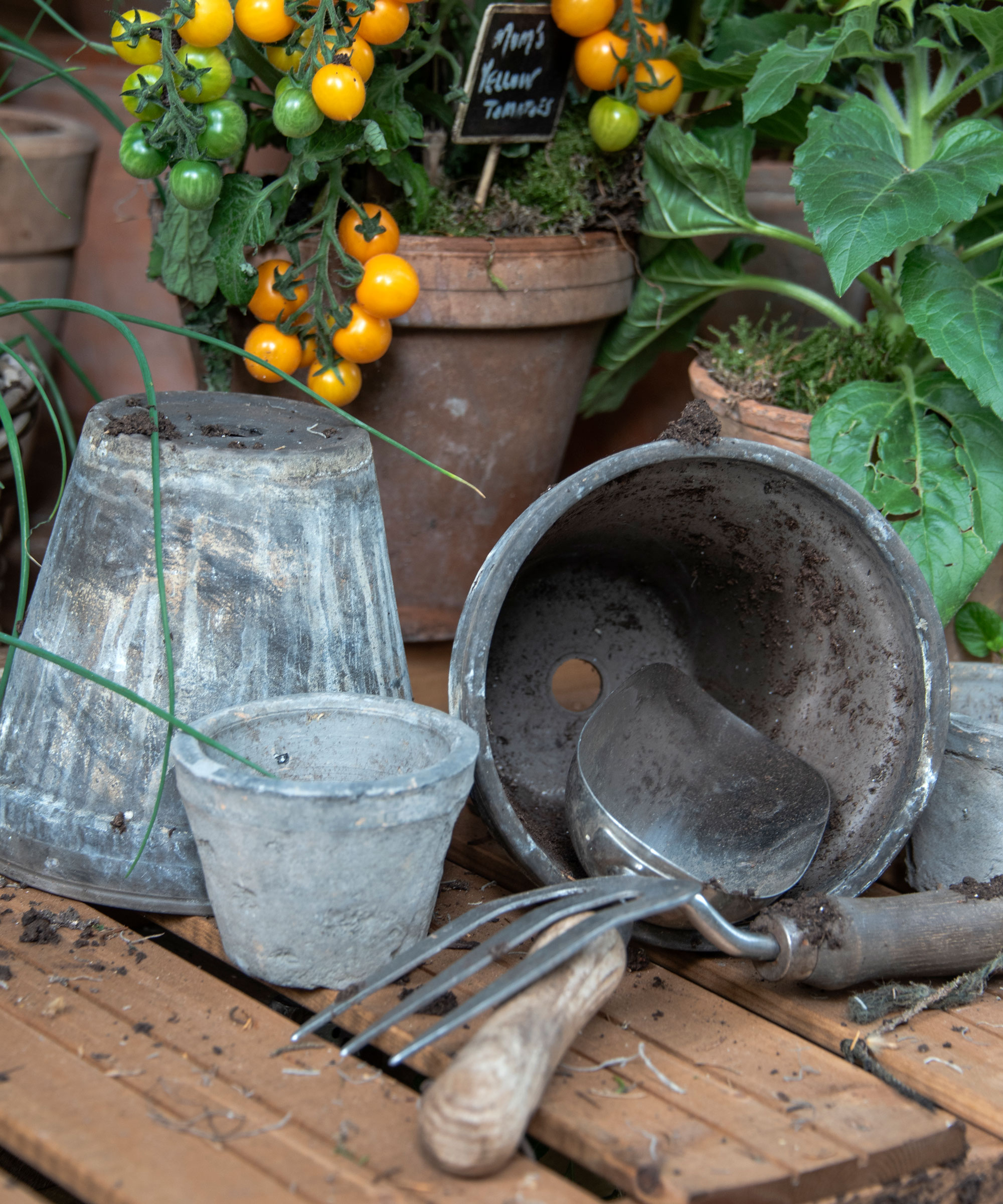 potting table with gardening tools, flower pots and tomato plants