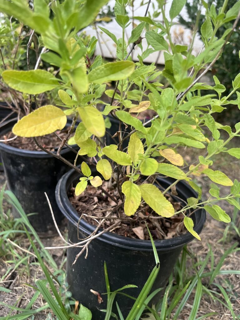 Plant Help