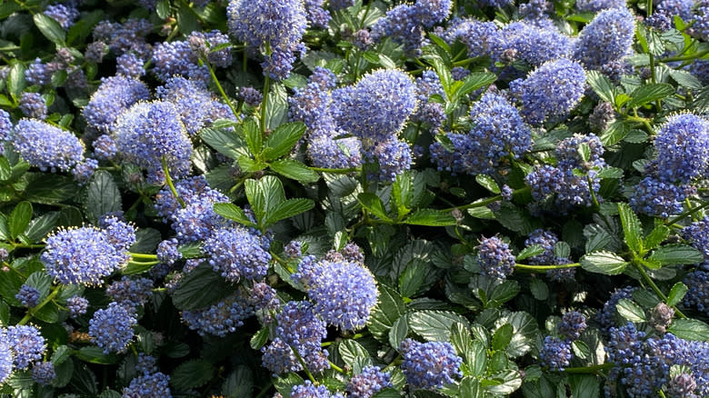 Flowering Ceanothus with lilac flower balls