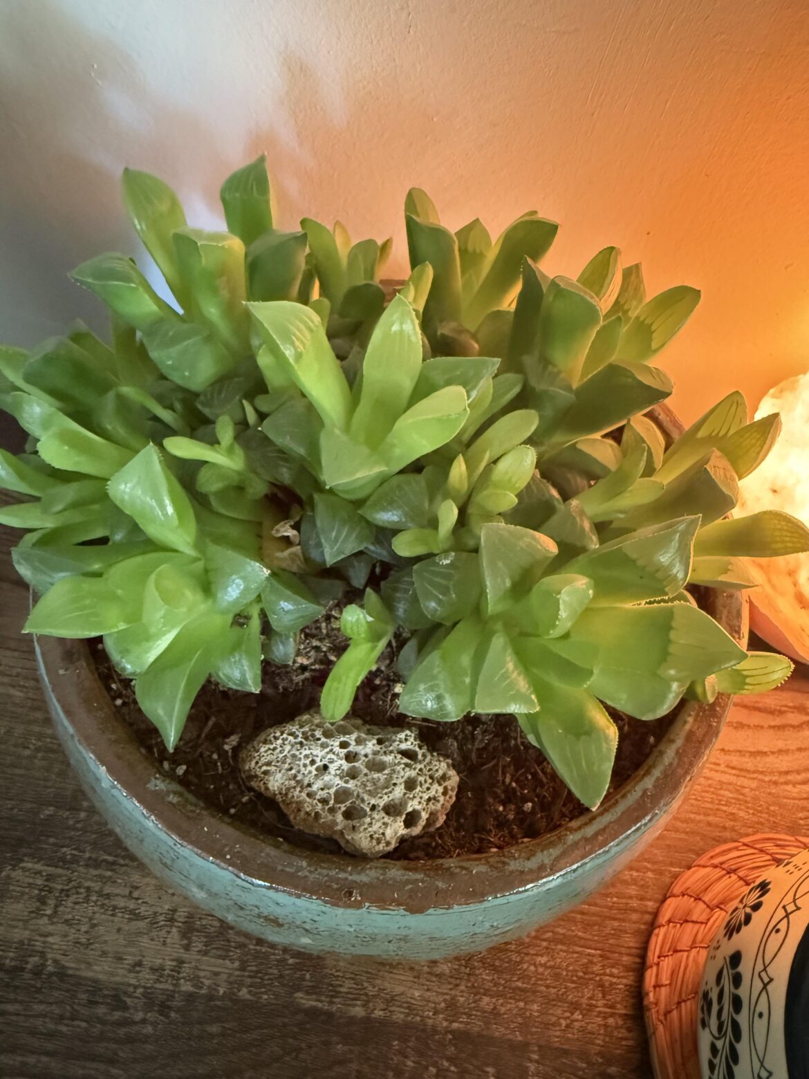 Is my haworthia healthy?