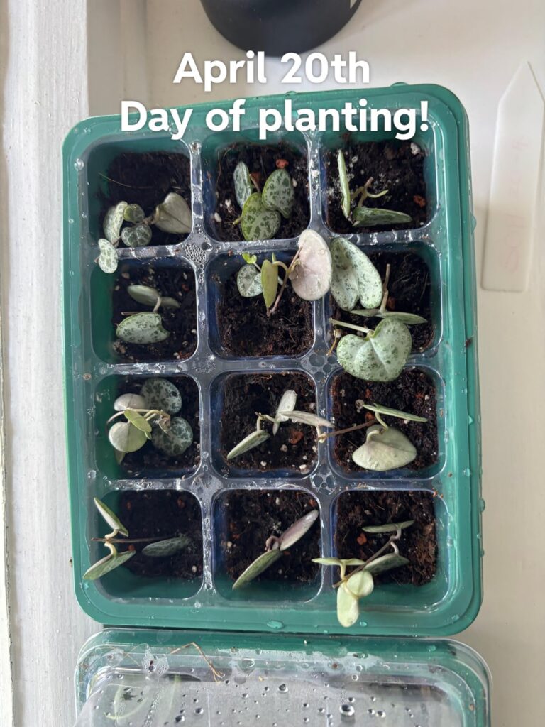String of hearts propagation! String of hearts propagation!