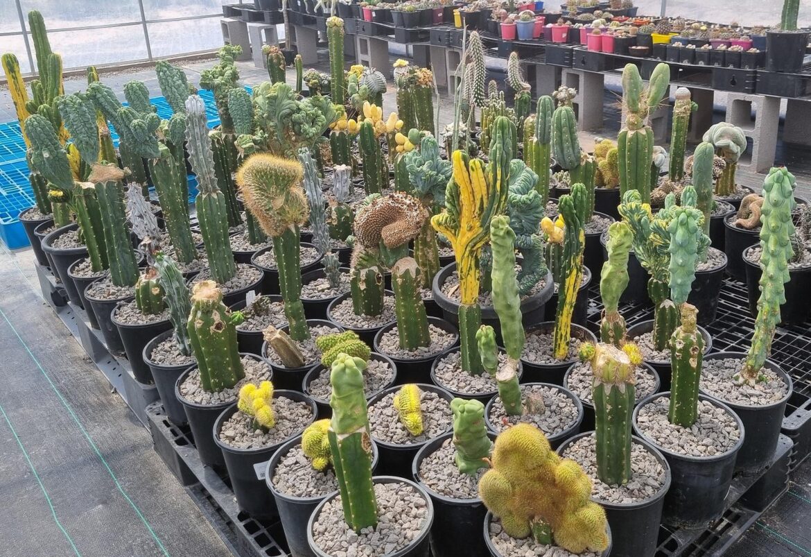 Wilfys Plants!