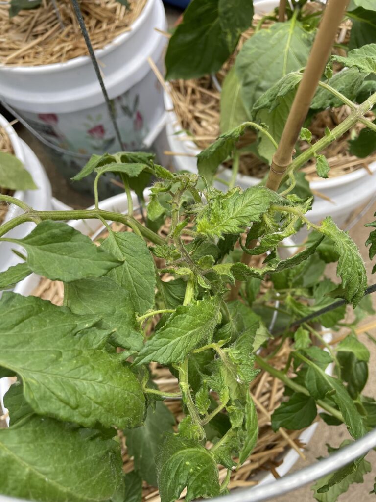 Do I just give up on her now, or continue to live with the pain?