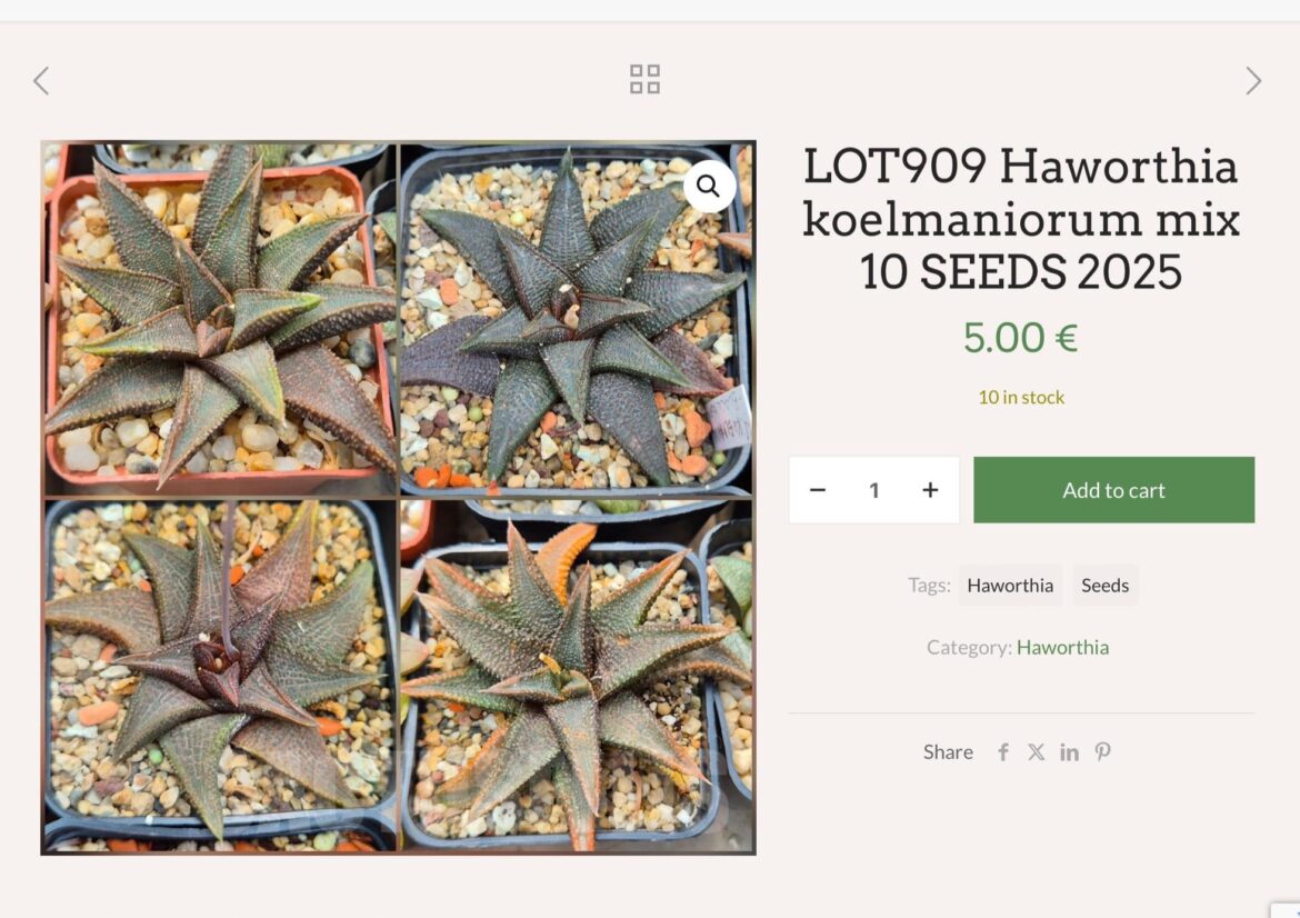 Koelmaniorum seeds and plants!