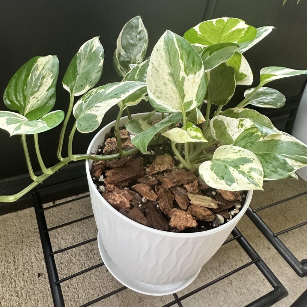 Is this Pearls and Jade, Njoy, or something else? Also how do I prop it to get more vines? TIA