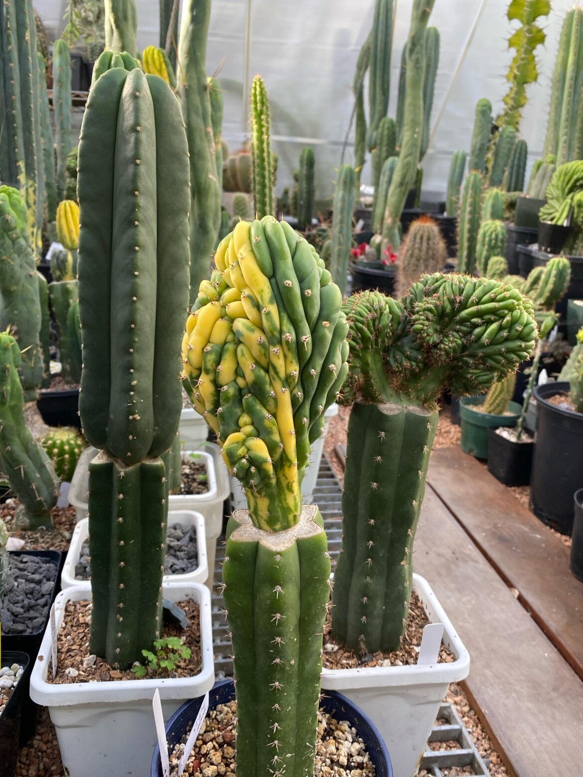 some year old grafts