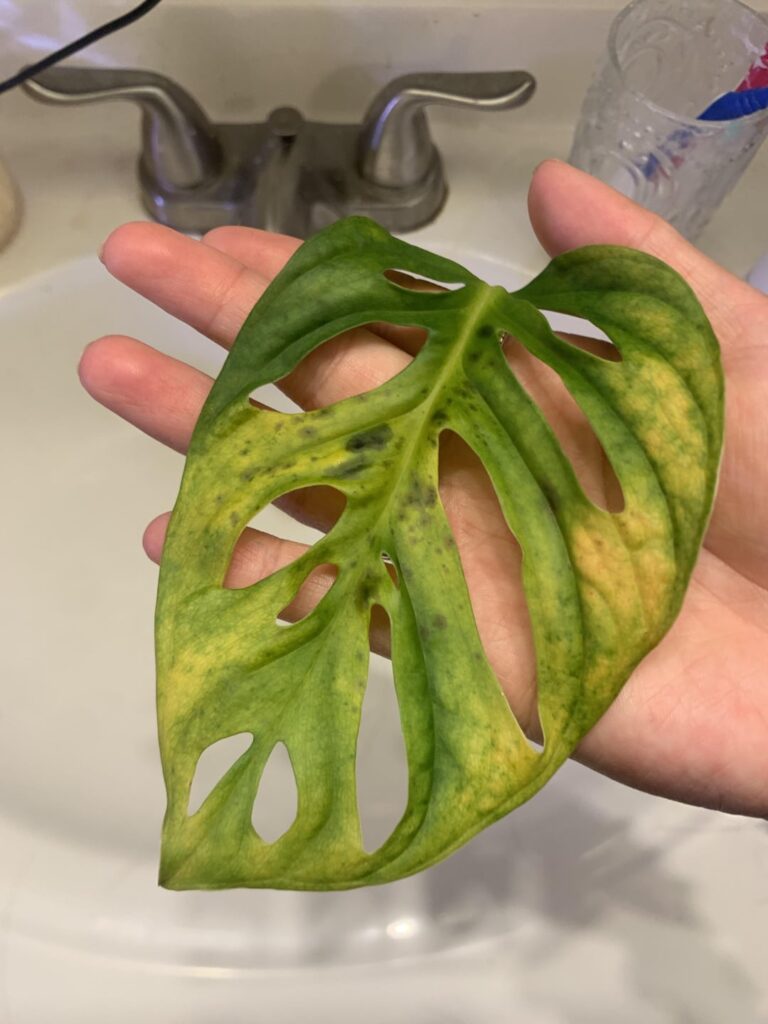 My adonsonii just turned yellow and developed these black spots :(