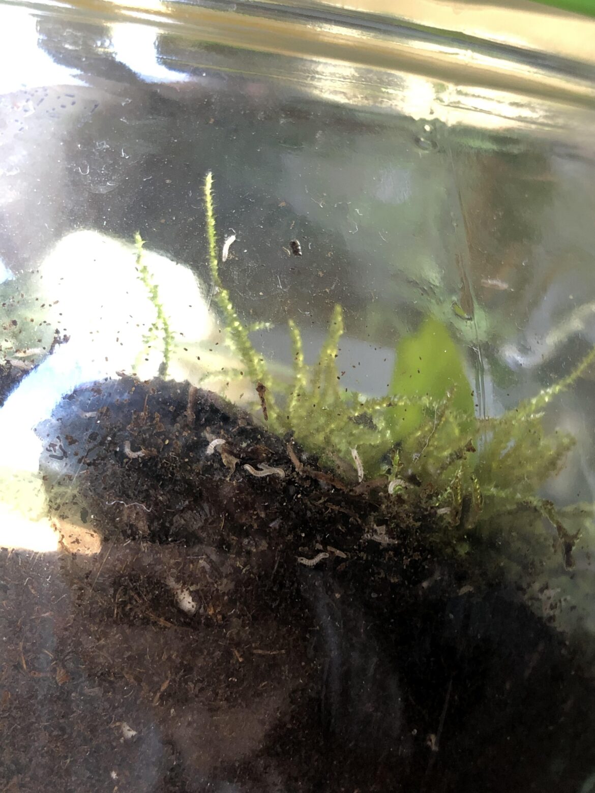 Are these baby millipedes in my terrarium?