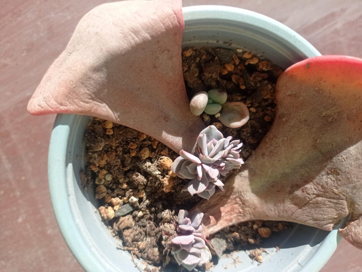 Echeveria Dusty rose from leaf