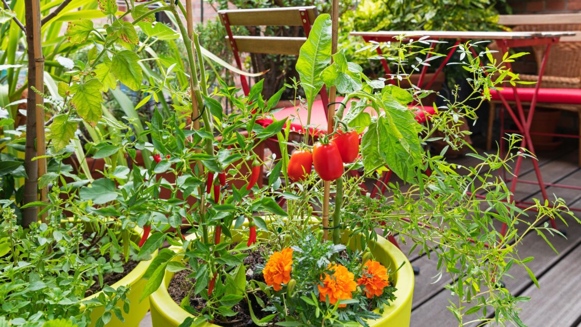 This easy-to-grow flower could help you keep squirrels at bay How to grow chillis in pots: a close-up of chillis, tomatoes and marigolds growing in a bright container on a balcony