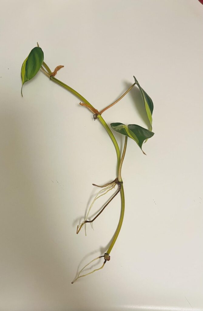 My favorite coworker gave me a pothos cutting. What kind is she?