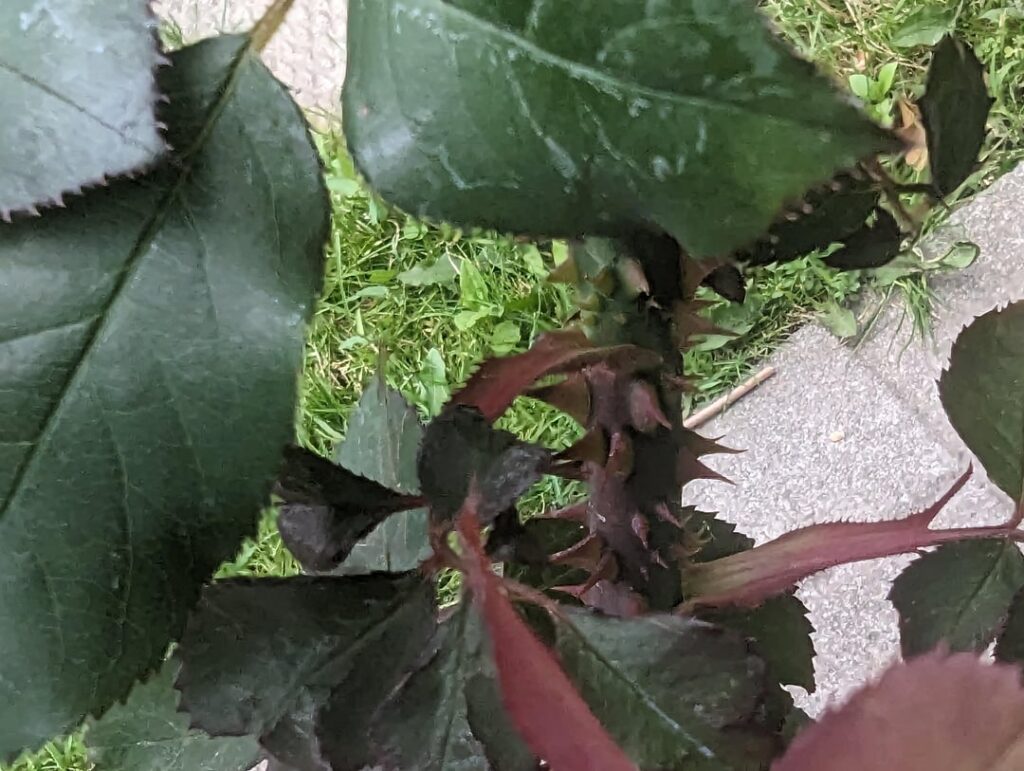 Is this rosette's disease?